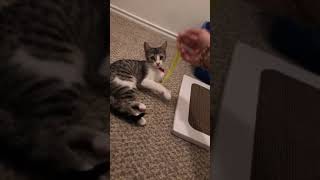 Domestic Mediumhair Cats Videos