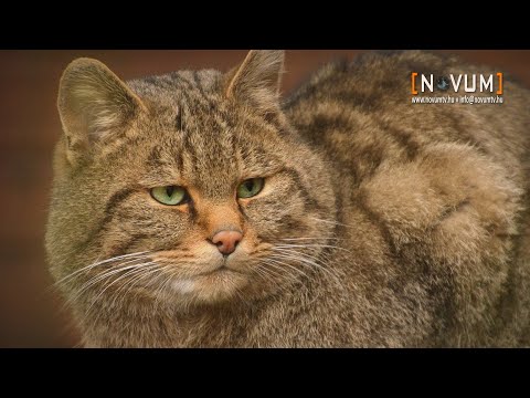 Az év emlőse: a vadmacska (2024)