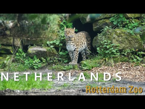 Dierentuin Rotterdam: Diergaarde Blijdorp in 10 minuten - hoogtepunten video in 4K