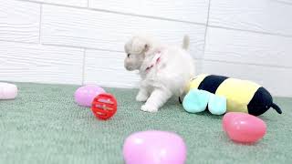 ハーフ犬の動画01