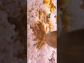 Dishes Of Angamali Diaries Do Naina Whatsapp Status