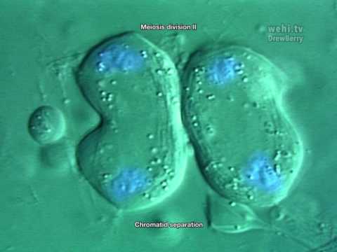 Meiosis (2010) Drew Berry wehi.tv