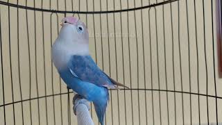 Download lagu Pancingan Lovebird fighter ngekek panjang ||masteran lovebird ngekek panjang mp3 Download lagu Pancingan Lovebird fighter ngekek panjang ||masteran lovebird ngekek panjang mp3
