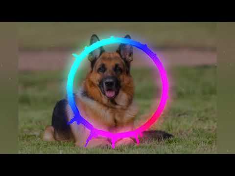 hoolika dog dog song