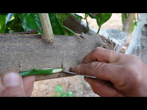 14 WAYS to graft orange trees
