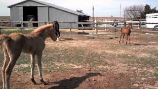 preview picture of video 'Cutest Morgan horse foals ever!'