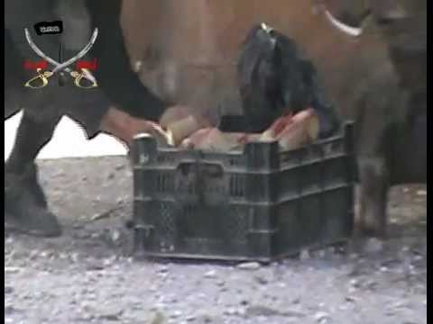 إصابة أحد عناصر كتيبة أنصار السنة بقناص قوات النظام من حاجز النظام في درعا البلد