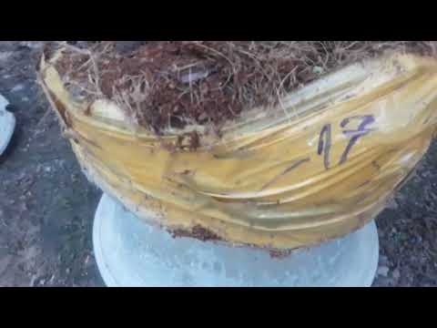 GL10 cây mai gião thủ đức giá 3tr 500k bao sip toàn quốc lh