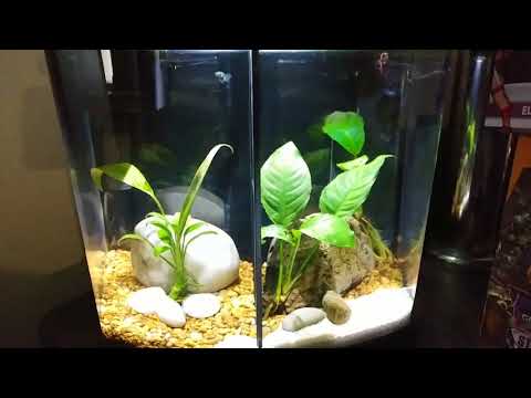 Top Fin Imagine 2.5 Gallon tank Update