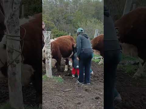 Una tarde de ordeñe en la chacra de mi mamá 🐄🌿 | Río Pico, Chubut