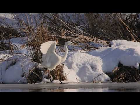 Czapla biała jazda na łyżwach - Śmieszne video
