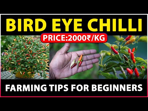 Bird Eye Chilli Farming - A Comprehensive Guide to Successful Bird Eye Chilli Cultivation