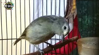 Download lagu Opior Jawa Ngriwik Kasar Cocok Buat Terapi Bunyi mp3