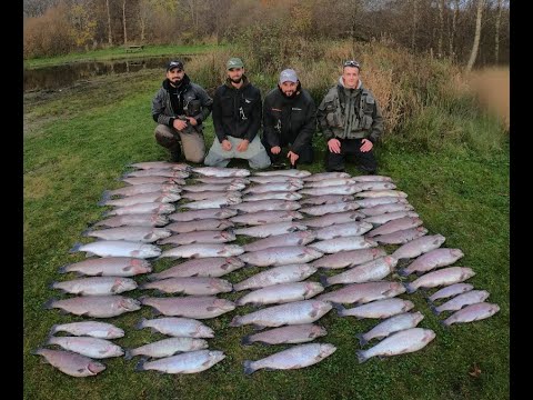 76 stk. regnbueørred fanget på Fishnote Tasty