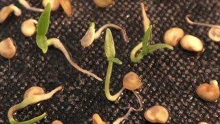 Time Lapse Chilli seeds germinating