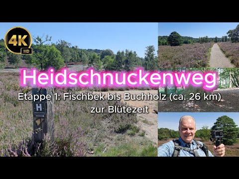 Heidschnuckenweg Etappe 1 von Fischbek nach Buchholz in der Nordheide zur Blütezeit - 4K HD