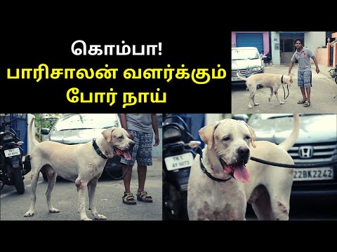 tKomba - PariSaalans Pet Dog Video Latest | TAMIL ASURAN