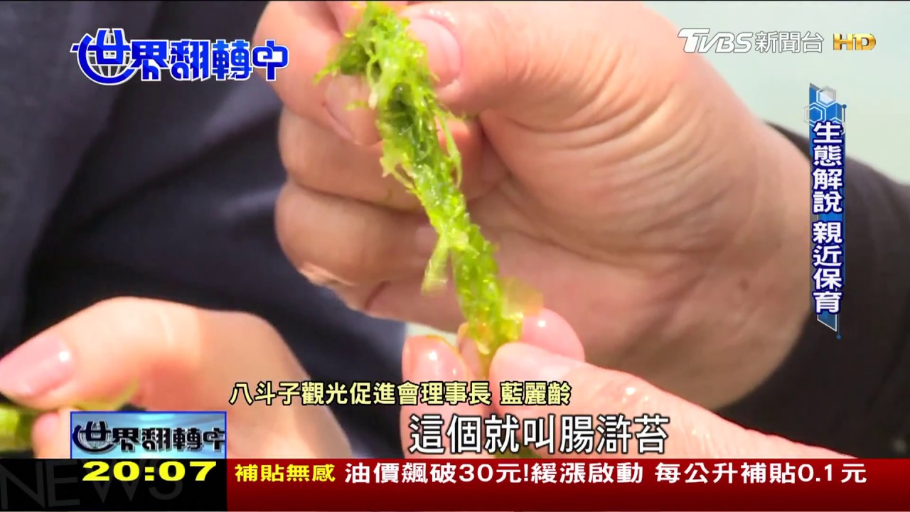 警訊!海中森林海藻 覆蓋率10年掉一半