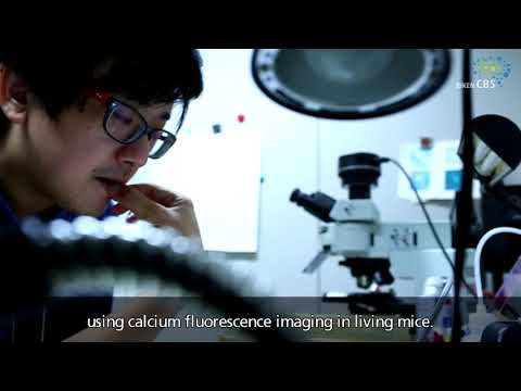 Brain Blast: Astrocytes and meta-communication keep the brain healthy