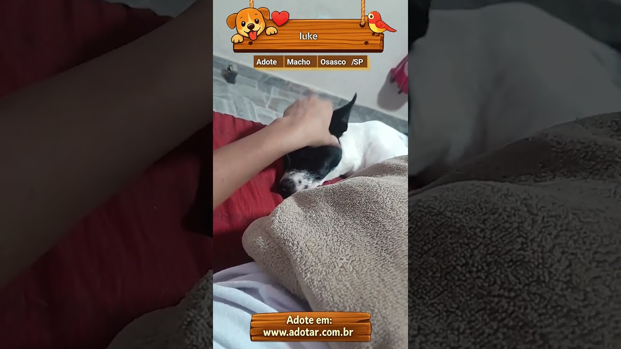 Cachorro raça SRD-ViraLata idade 7 a 11 meses nome luke