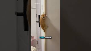 Download lagu Moza is the most active and likes to hide 🙀😹💝 #shorts #animals mp3