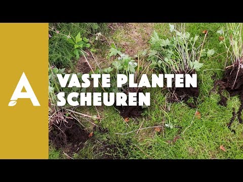 Hoe moet je vaste planten scheuren?