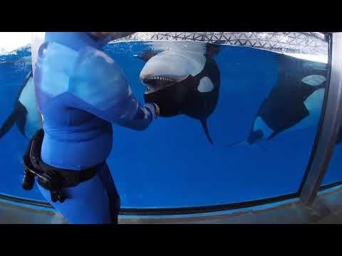 SeaWorld San Antonio Clips 3/11/19-3/12/19