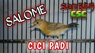 Download lagu Masteran Cici Padi merah SALOME || SUARA BIRUNG CSC mp3 Download lagu Masteran Cici Padi merah SALOME || SUARA BIRUNG CSC mp3