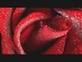 Te llegara una rosa cada día, Alberto Cortez ...