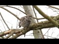 Little Owl Leicestershire Territorial Call