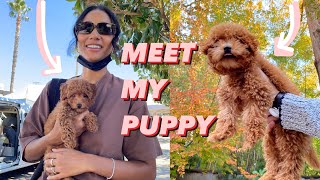 MEET MY DOG !! (honest puppy review lol) | Greta Onieogou