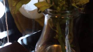 Akademická interpretace punkových textů #2 : N. V. Ú - Tohle možná projedem