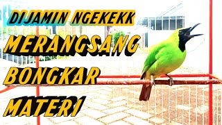 Download lagu BWI FULL BEBECI || MASTERAN CUCAK IJO BANYUWANGI ASLI ALAS PURWO mp3