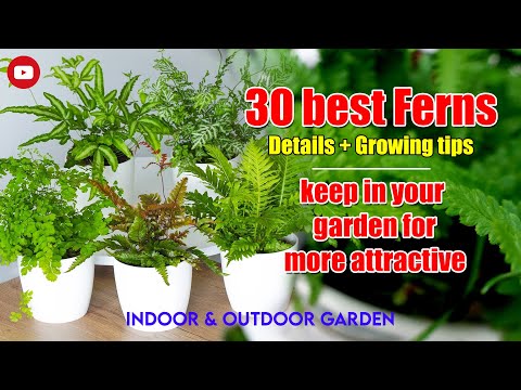 , title : '30 best ferns for garden | best ferns for indoor & outdoor garden | know best ferns for your gardens'