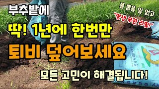 부추밭에 1년에 한번만 퇴비를 덮어보세요 쉽게 굵은부추 수확해요 첫부추 자르는이유 부추뿌리 옮겨심기