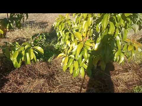 🥑🌿Avocado in orto alimentare, naturale e anche un po' elementare dai! 😚