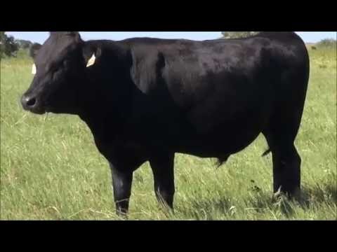 Rocking 711 Ranch Summer 2016 Wagyu Bulls For...