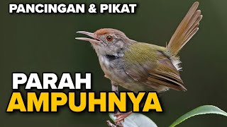 Download lagu PRENJAK LUMUT BETINA GACOR UNTUK PANCINGAN DAN PIKAT ‼️ mp3 Download lagu PRENJAK LUMUT BETINA GACOR UNTUK PANCINGAN DAN PIKAT ‼️ mp3