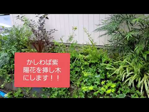 カシワアジサイ、アジサイ クエルシフォリア