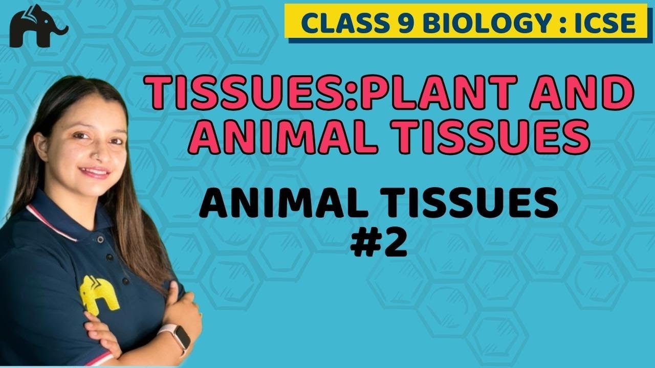 Tissues:Plant And Animal Tissues Class 9 ICSE Biology Chapter 2 | Selina | Animal Tissues #2