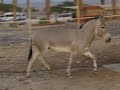 A Running Somali Wild Ass