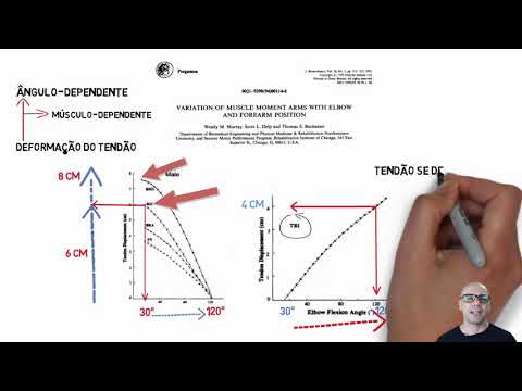 Como se dá a adaptação do tendão?