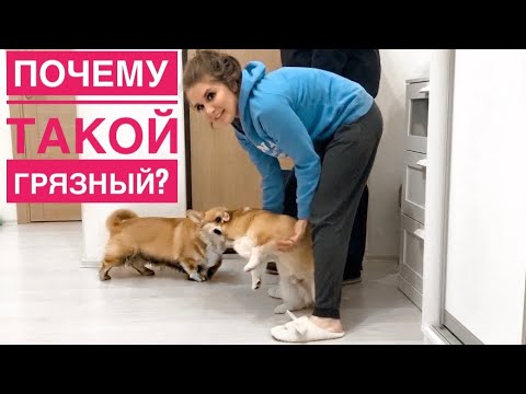 ТАФФИ ВЕРНУЛСЯ! Сэдди решил отжать туалет😱 /СОБАКИ соскучились и спят вместе💜Выпал СНЕГ