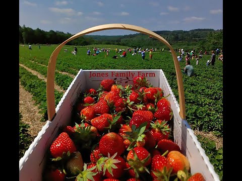 Parthiv Strawberry Picking