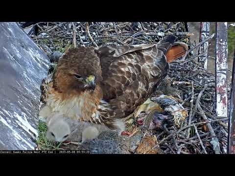 Big Red Tucks In Chick After Morning Feeding On #CornellHawks Cam – May 8, 2020