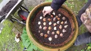 planting tulip bulbs in pots