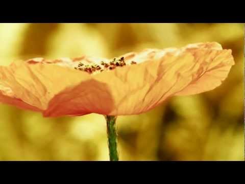 The Beauties of Nature