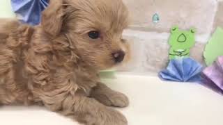 ハーフ犬の動画01