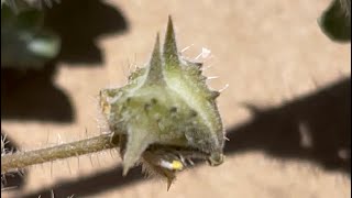 How to REMOVE Puncture-vine &amp; Goat Heads from your Garden