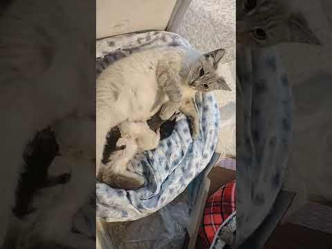 My cats gave birth 2 days apart!🥺♥️